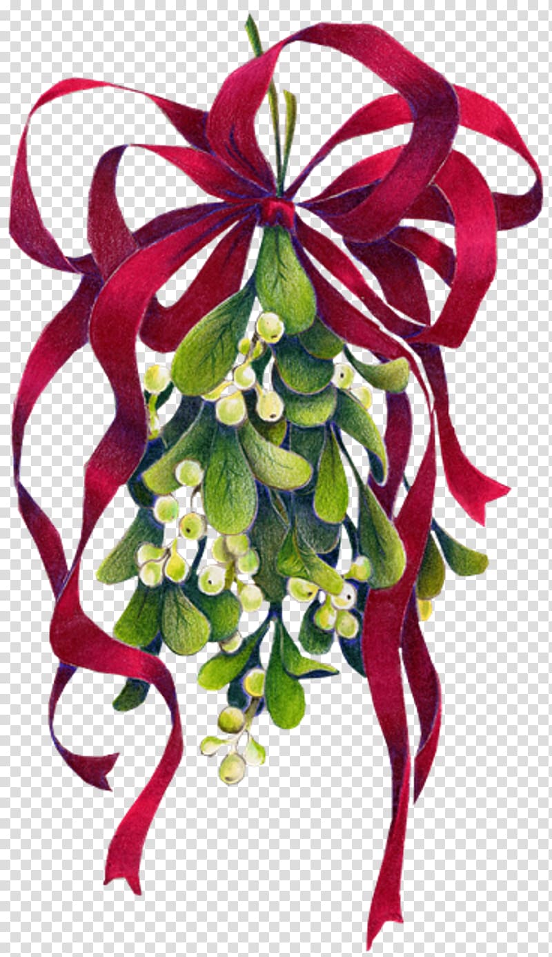 Mistletoe Christmas Phoradendron tomentosum , mistletoe transparent background PNG clipart