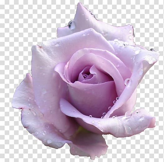 Rose Lavender Desktop Pink, baby breath flower transparent background PNG clipart
