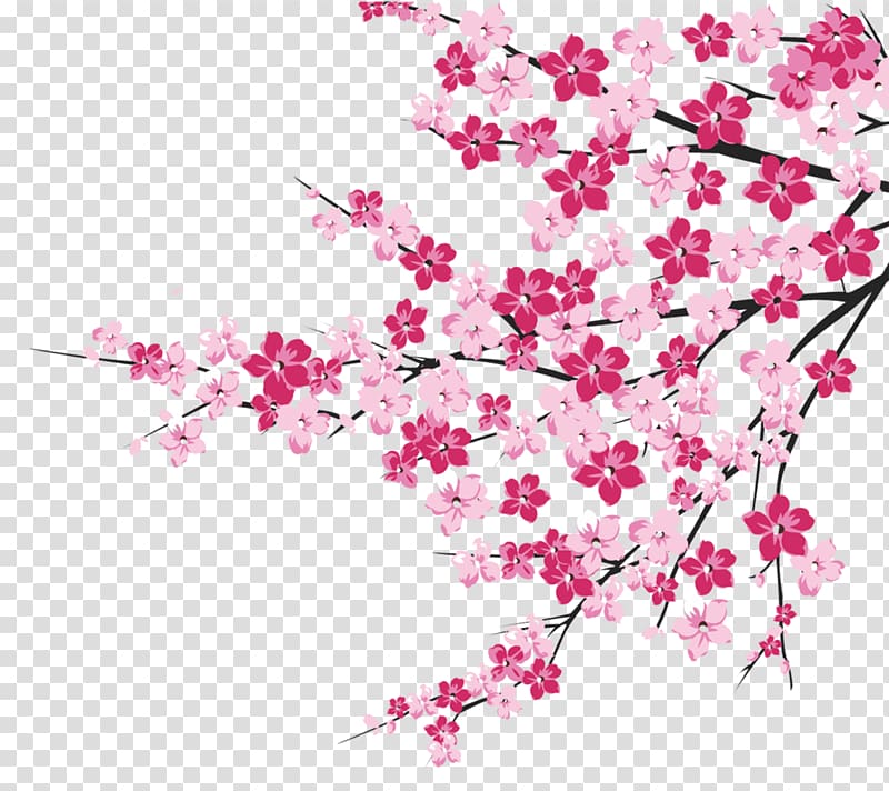 white and pink petaled flowers illustration, Cherry blossom, Cherry tree branches transparent background PNG clipart