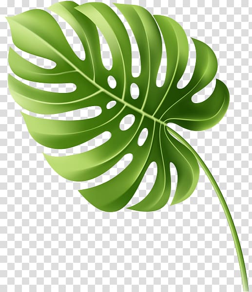 Leaf Tropics, Leaf transparent background PNG clipart