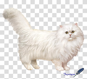 Chat Blanc Transparent Background Png Cliparts Free Download Hiclipart