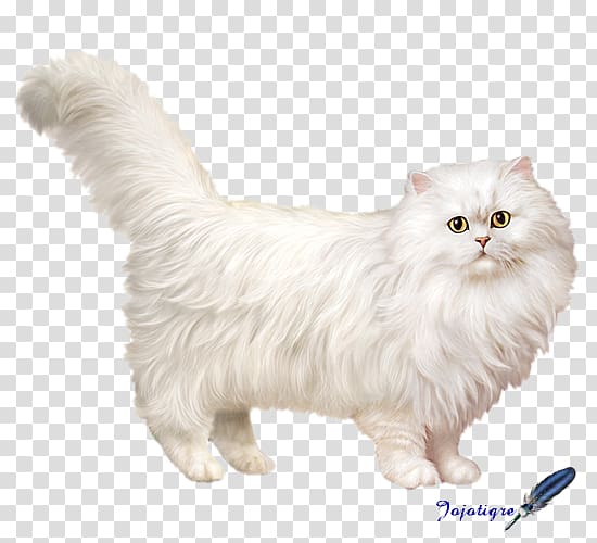 Persian cat Asian Semi-longhair Munchkin cat American Curl Cymric, kitten transparent background PNG clipart
