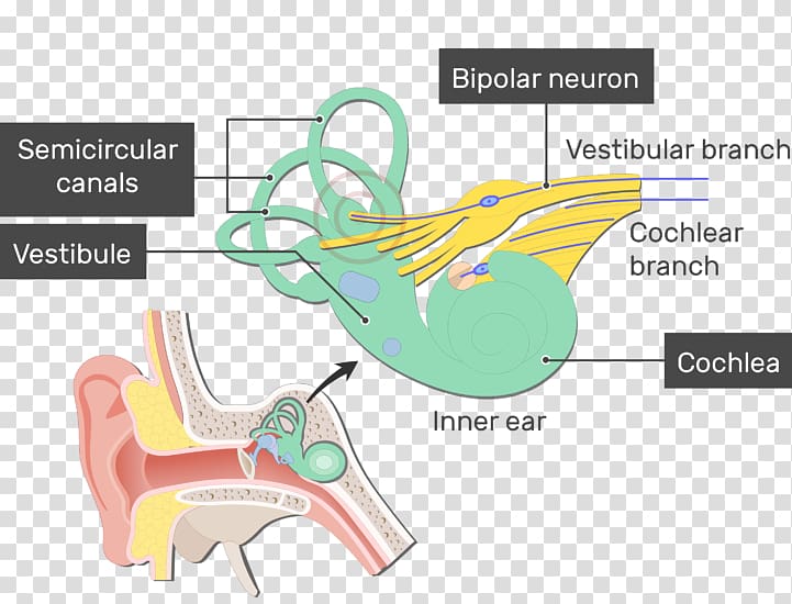 Vestibule of the ear Cochlea Bipolar neuron Vestibular system, ear transparent background PNG clipart