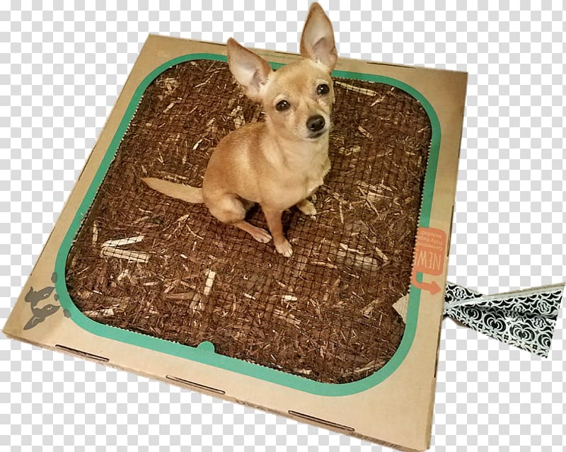 Dog breed Chihuahua Puppy Bed, Chiuaua transparent background PNG clipart