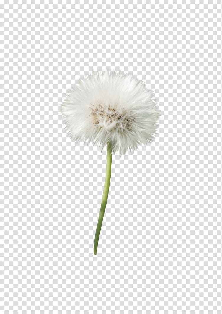 Dandelion Flower Transvaal daisy Petal Plant, dandelion transparent background PNG clipart