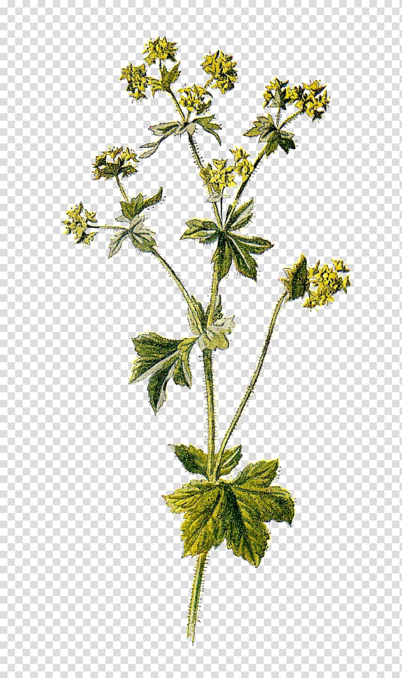 Alchemilla mollis Alchemilla vulgaris Flower, botanical transparent background PNG clipart