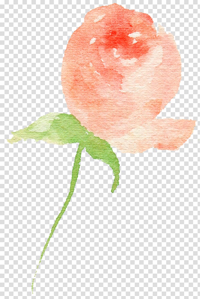 Rose Bud, Hand drawn Rose bud transparent background PNG clipart