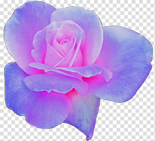 Garden roses Aesthetics, violet transparent background PNG clipart