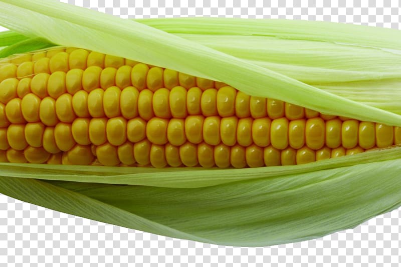 Corn on the cob Maize Corn kernel, Golden corn transparent background PNG clipart