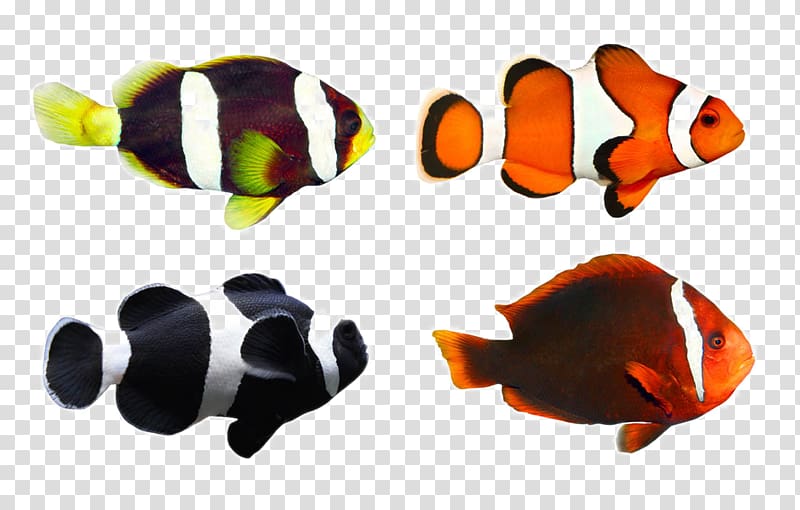 Clownfish Tropical fish Coral reef fish, Tropical Fish transparent background PNG clipart
