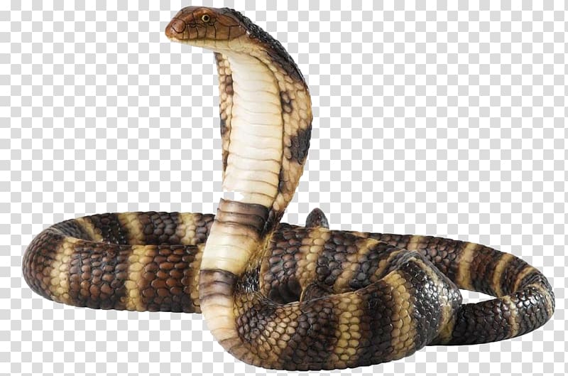 brown and white cobra, Snake King cobra, Cobra Snake Free transparent background PNG clipart