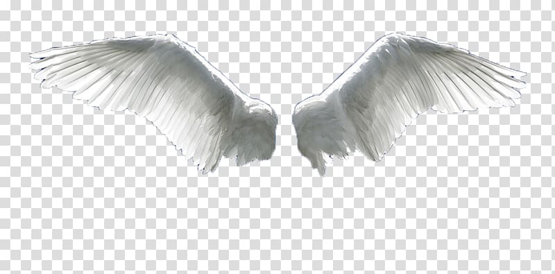 white wings, Wing Flight Aile, Angel wings transparent background PNG clipart