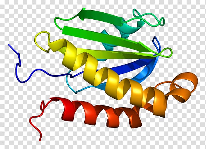SYBL1 Protein Data Bank SNARE Vesicle-associated membrane protein, others transparent background PNG clipart