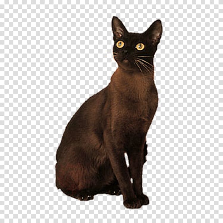 Bombay cat Korat German Rex Domestic short-haired cat Black cat, Brown cat transparent background PNG clipart