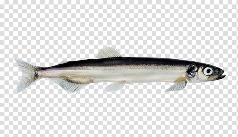 Norway Barents Sea Norwegian Sea Capelin Fish, depths transparent background PNG clipart