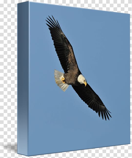 Bald Eagle Hawk Mountain Sanctuary Beak Condor, eagle transparent background PNG clipart