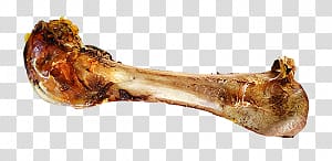 Bone transparent background PNG clipart