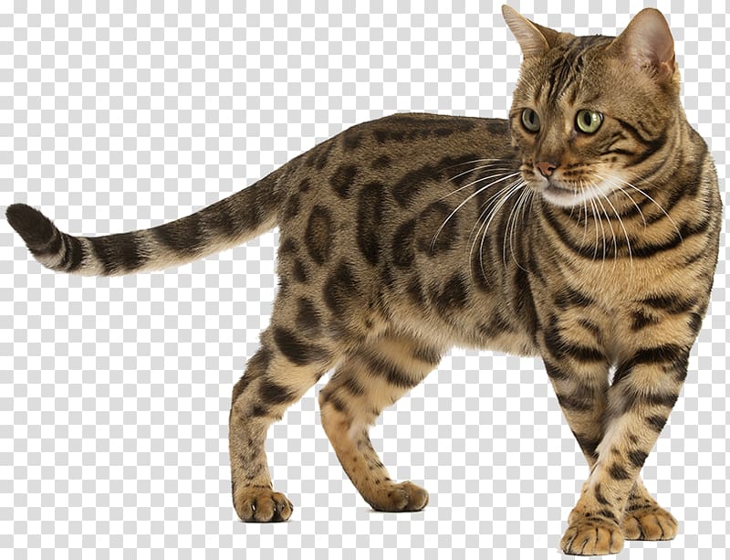 bengal cat, Bengal cat Siberian cat Sphynx cat Somali cat Siamese cat, kitten transparent background PNG clipart