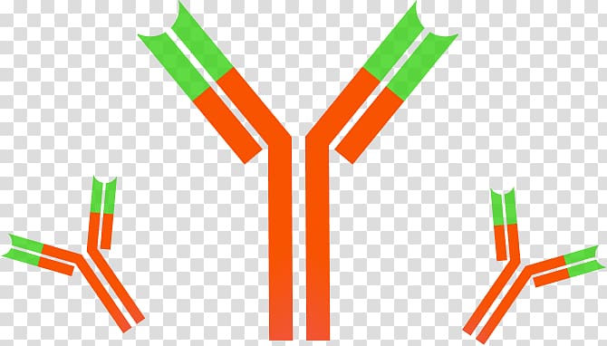 Monoclonal antibody Immune system Dynabeads Antigen, others transparent background PNG clipart