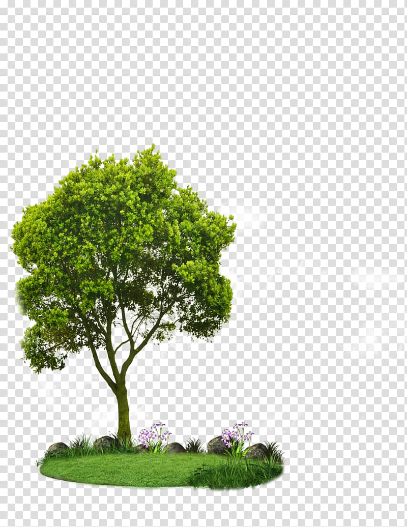 Choosing Small Trees Tree planting Landscaping Root, tree transparent background PNG clipart