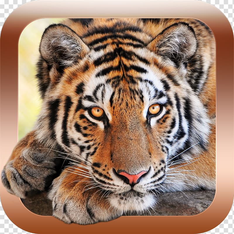 Animals for Kids, Animal Sounds & Animal Sounds Games for Kids Animal Sounds Zoo Child Android, siberian tiger transparent background PNG clipart