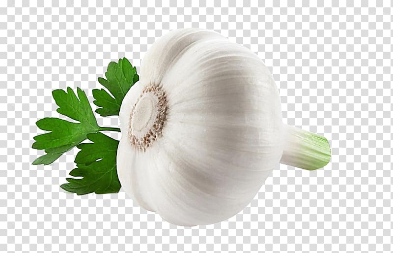 Food Pharmaceutical drug Spice Medicine Elephant garlic, White garlic transparent background PNG clipart
