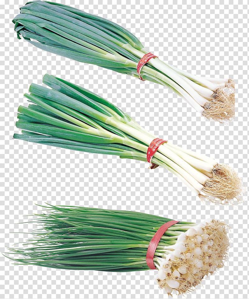 Welsh onion Garlic Vegetable Leek, onion transparent background PNG clipart