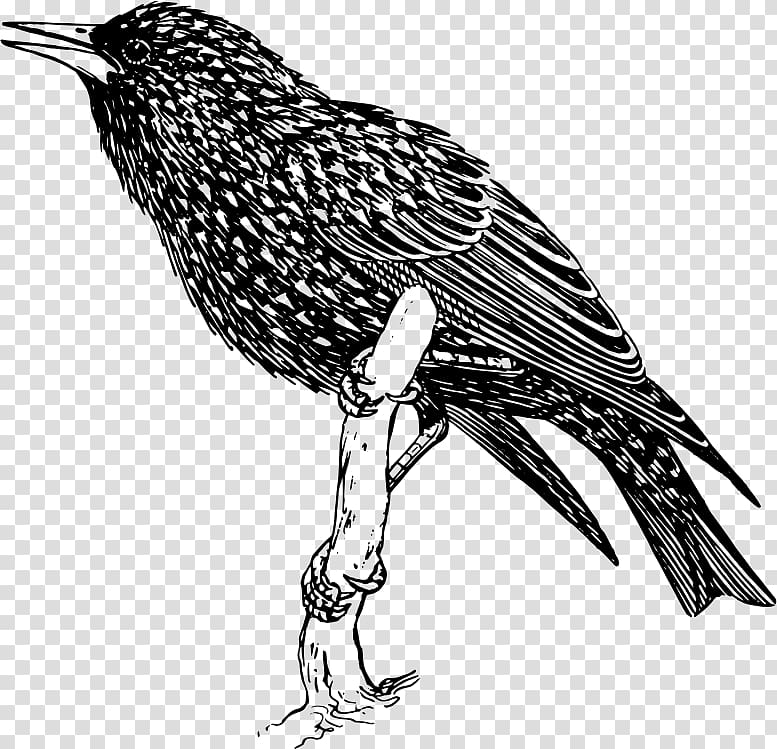 Common starling Bird , Bird transparent background PNG clipart