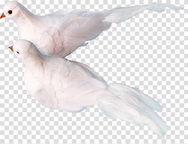Columbidae Columba , Pale,pigeon transparent background PNG clipart