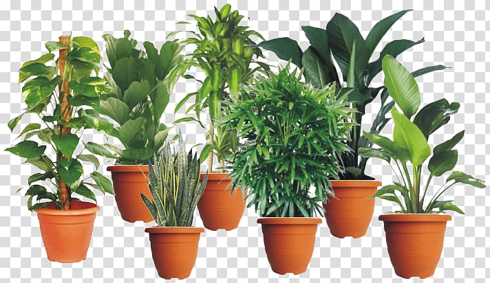 Houseplant Flowerpot Nursery Malaysia, Indoor garden transparent background PNG clipart