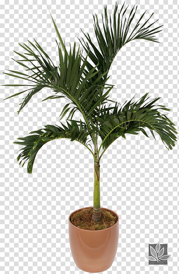 Asian palmyra palm Chamaedorea elegans Houseplant Veitchia Flowerpot, plant transparent background PNG clipart