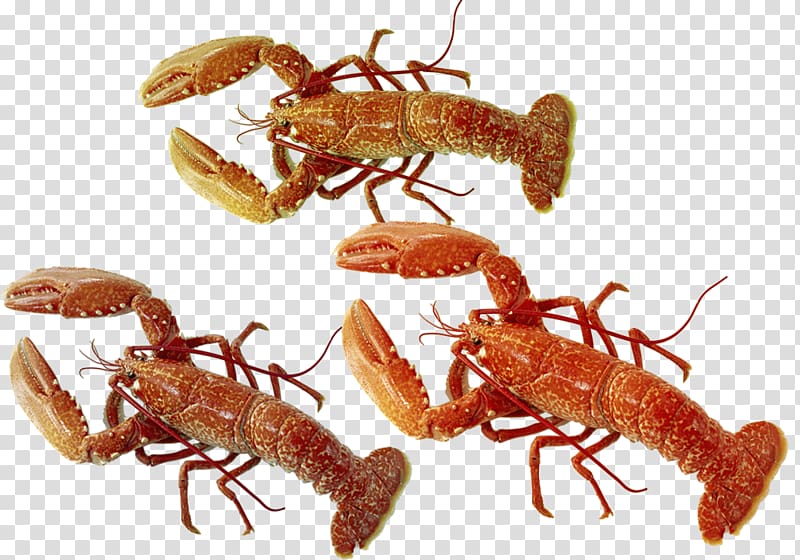 American lobster Homarus gammarus Trikala Volos Larissa, Six legs lobster transparent background PNG clipart