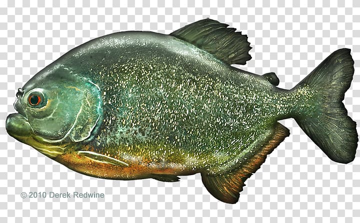 Perch Marine biology Fauna Tilapia Oily fish, piranha transparent background PNG clipart