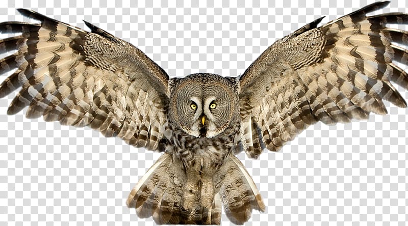 Great Horned Owl Bird Great Grey Owl Tawny owl, Owl transparent background PNG clipart