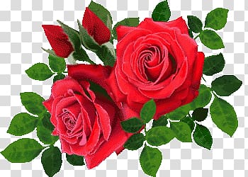 Rose rose transparent background PNG clipart | HiClipart