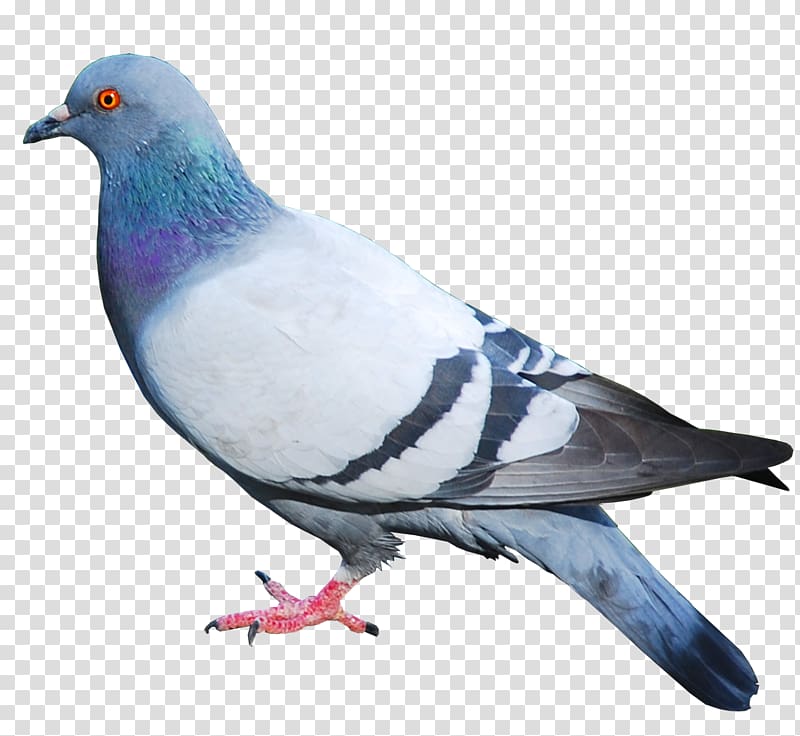 Domestic pigeon Columbidae Bird, pigeon transparent background PNG clipart