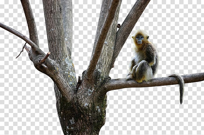 Snub-nosed monkey Golden monkey, Golden monkey little animal transparent background PNG clipart
