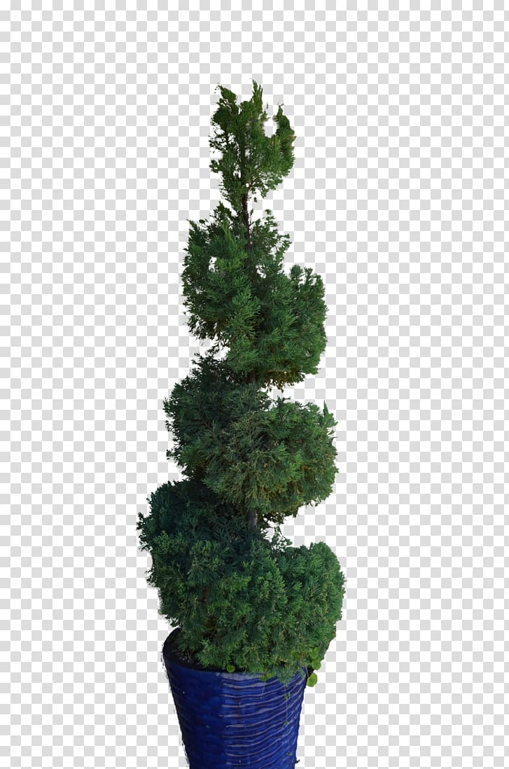 Pine Tree Spruce Fir Flowerpot, pine transparent background PNG clipart
