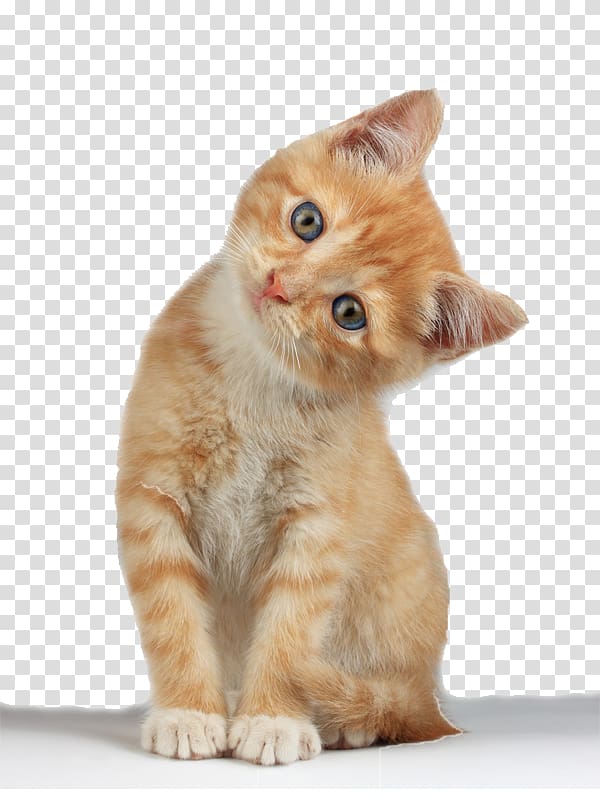 orange tabby cat illustration, Kitten Cat , Kitten Free transparent background PNG clipart