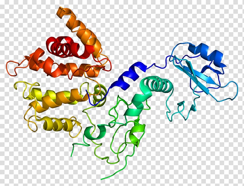 Chimerin 2 Chimerin 1 Protein Rac, others transparent background PNG clipart