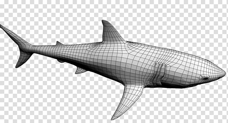 Tiger shark Lamniformes Great white shark Marine mammal Squaliform sharks, Shark 3d transparent background PNG clipart