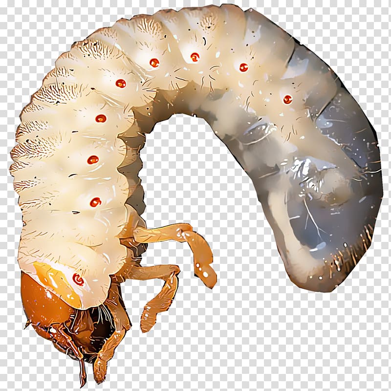 Japanese beetle Cyclocephala borealis Worm Pest, beetle transparent background PNG clipart