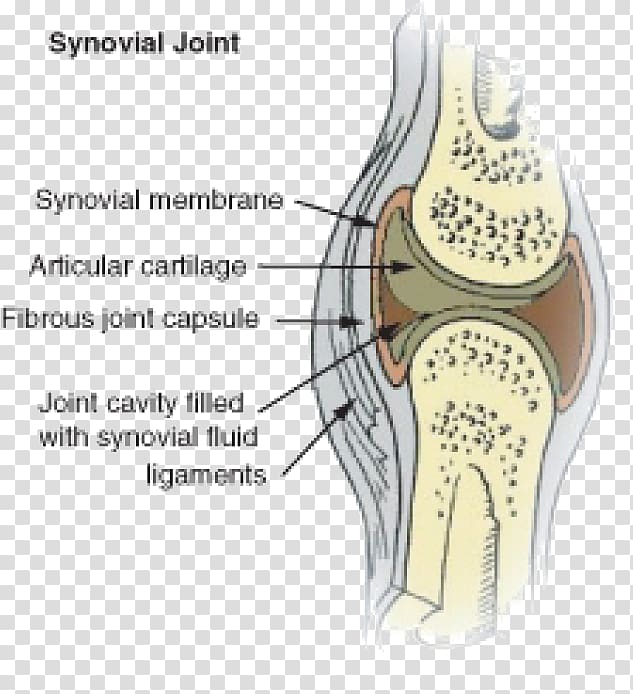 Synovial joint Synovial membrane Synovial fluid Knee, skeletal system transparent background PNG clipart