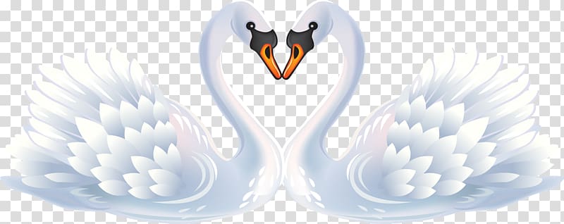 Black swan , swan transparent background PNG clipart