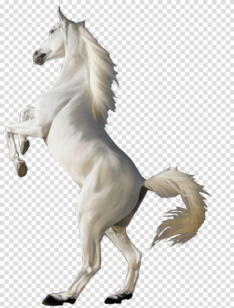 Arabian horse White, White Horse transparent background PNG clipart