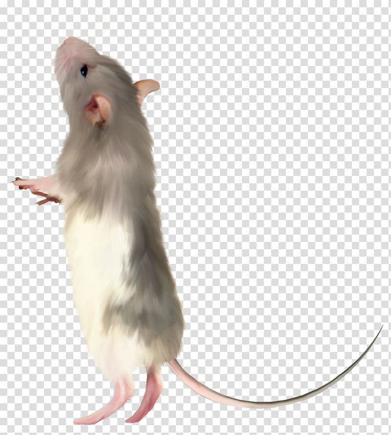 Computer mouse Rat Fancy mouse, hamster transparent background PNG clipart