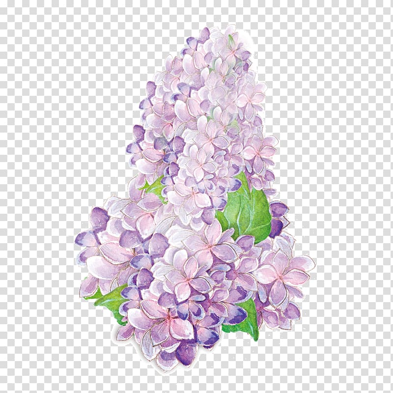 Purple blossom transparent background PNG clipart