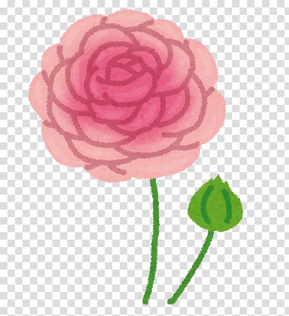 Garden roses Petal いらすとや Buttercup, ranunculus transparent background PNG clipart