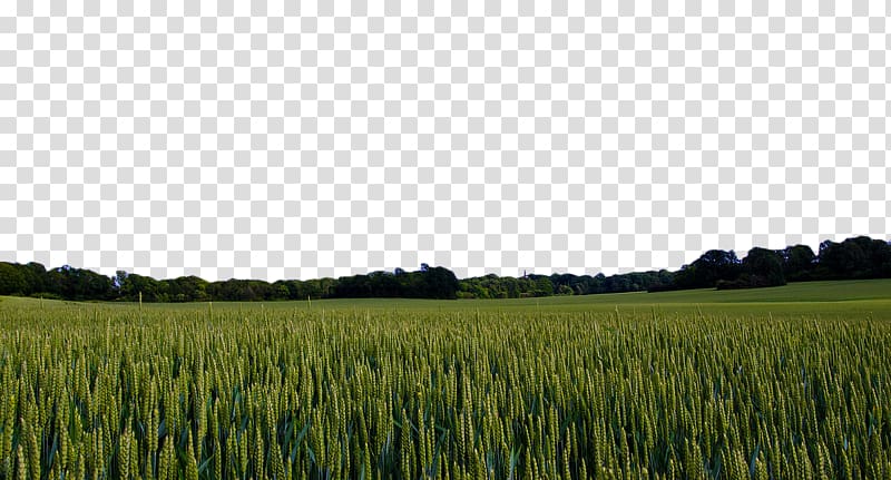 green field illustration, Sweden Landscape Pixabay Nature, Green wheat field transparent background PNG clipart