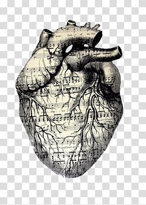 Drawing Musical theatre Artist, sloth heart transparent background PNG clipart thumbnail